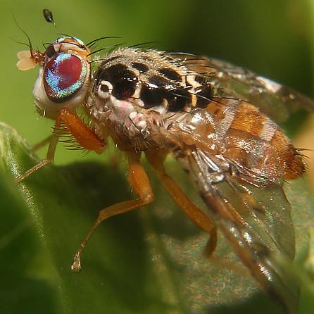 Pest Management - Urban Revolution Australia