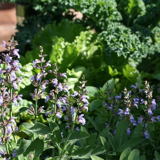 Soil Health Inputs - Urban Revolution Australia