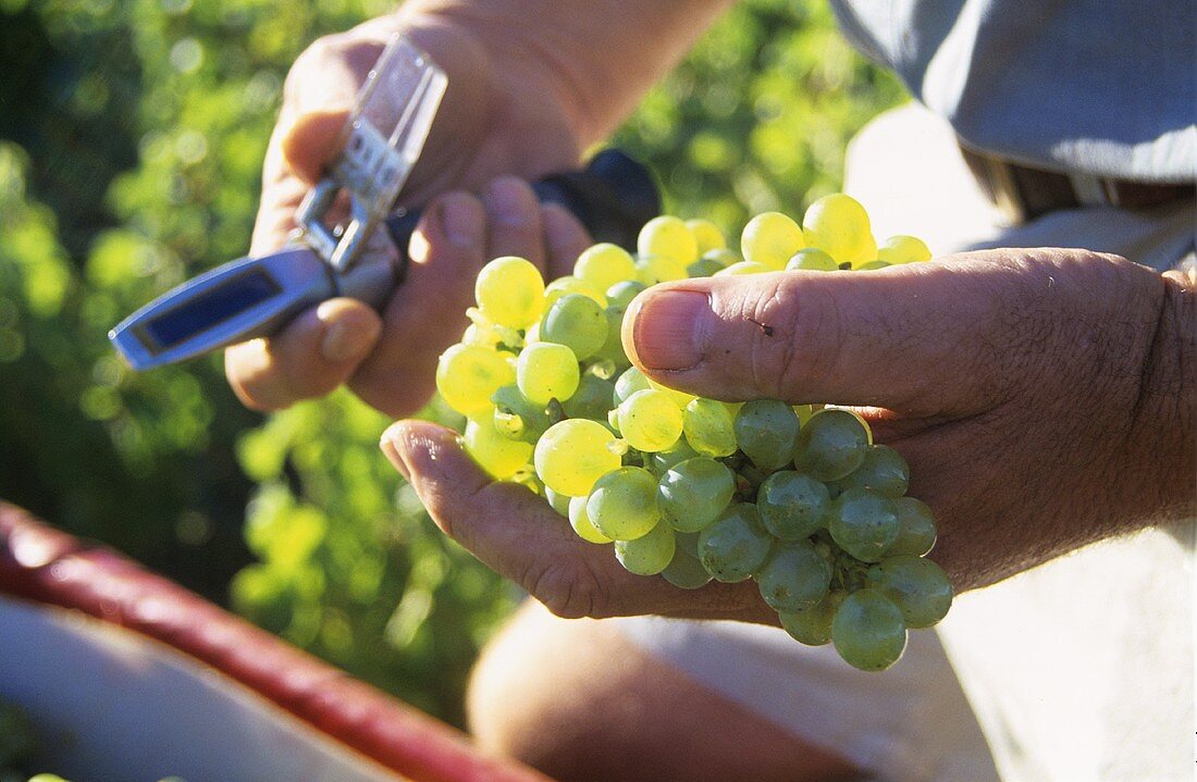 Brix Refractometer for Fruit and Vegetables