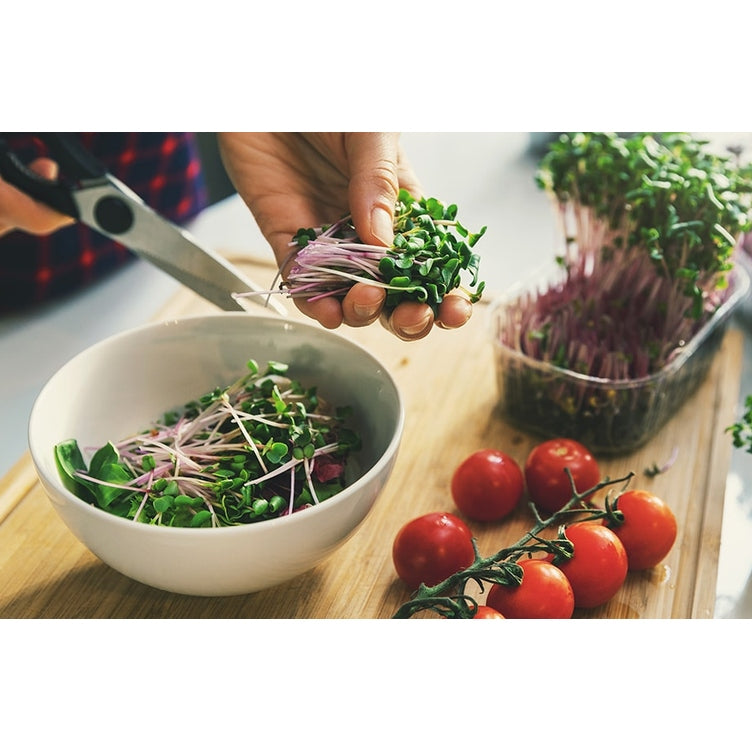 Micro Herbs Window Sill Grow Kit, from Urban Greens