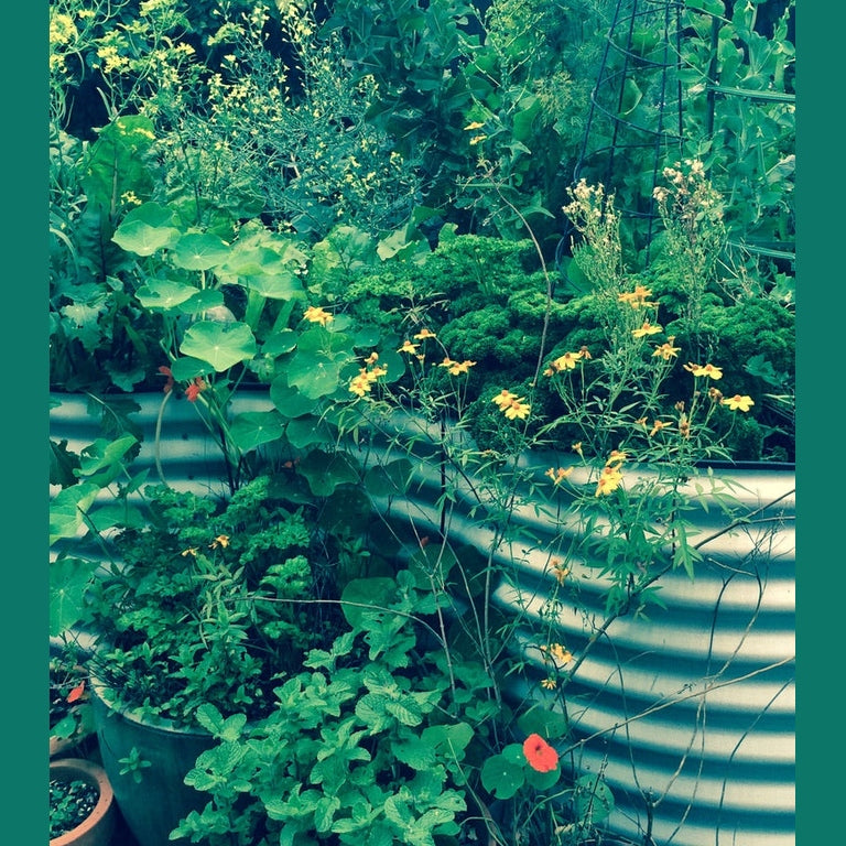 Companion Planting In The Garden, Urban Revolution.
