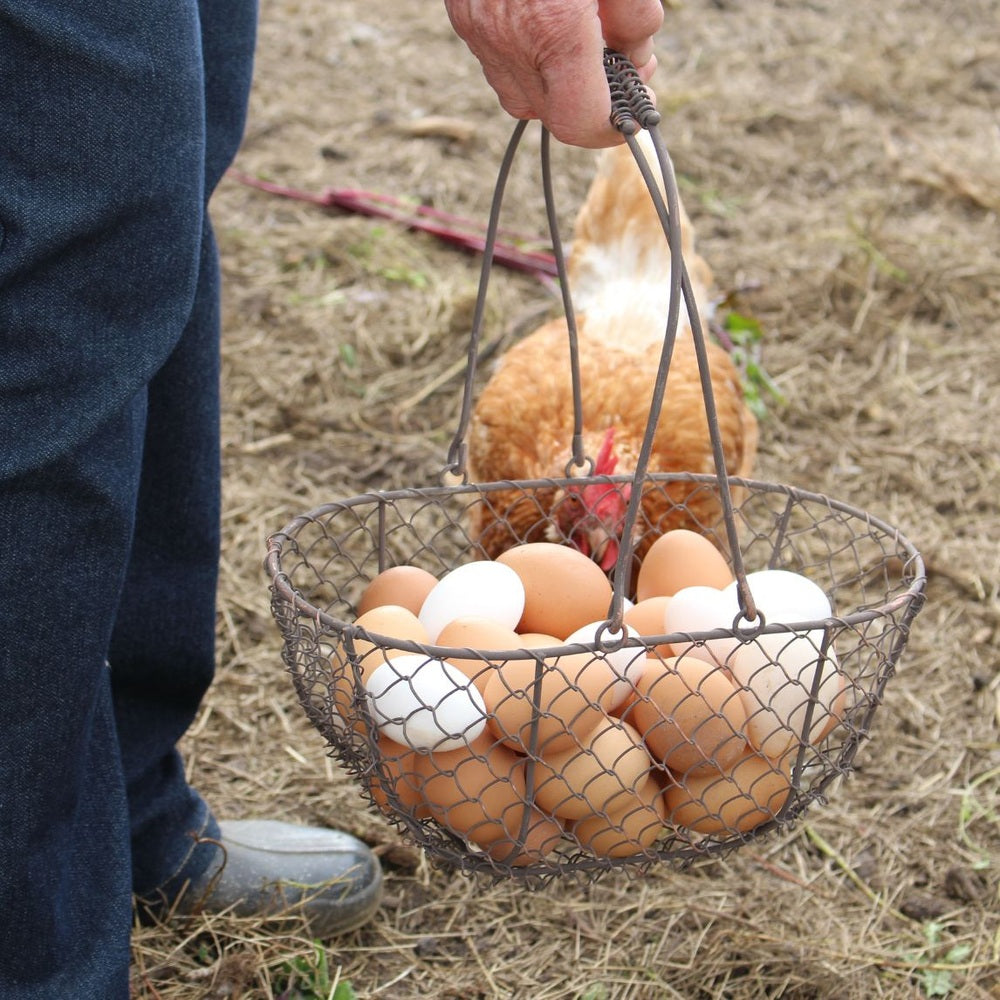 Metal Round Mesh Harvesting Basket