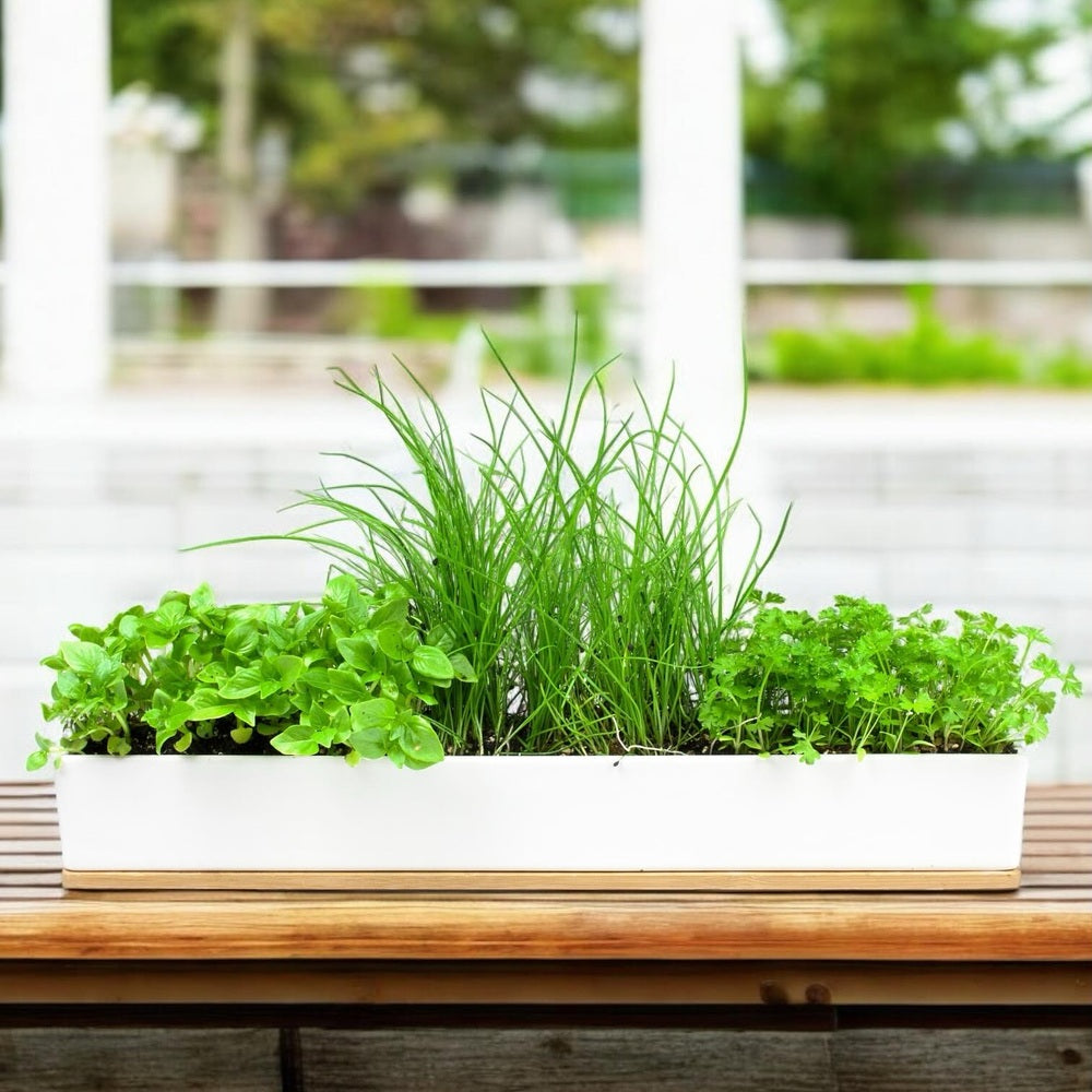 Micro Herbs Window Sill Grow Kit, from Urban Greens