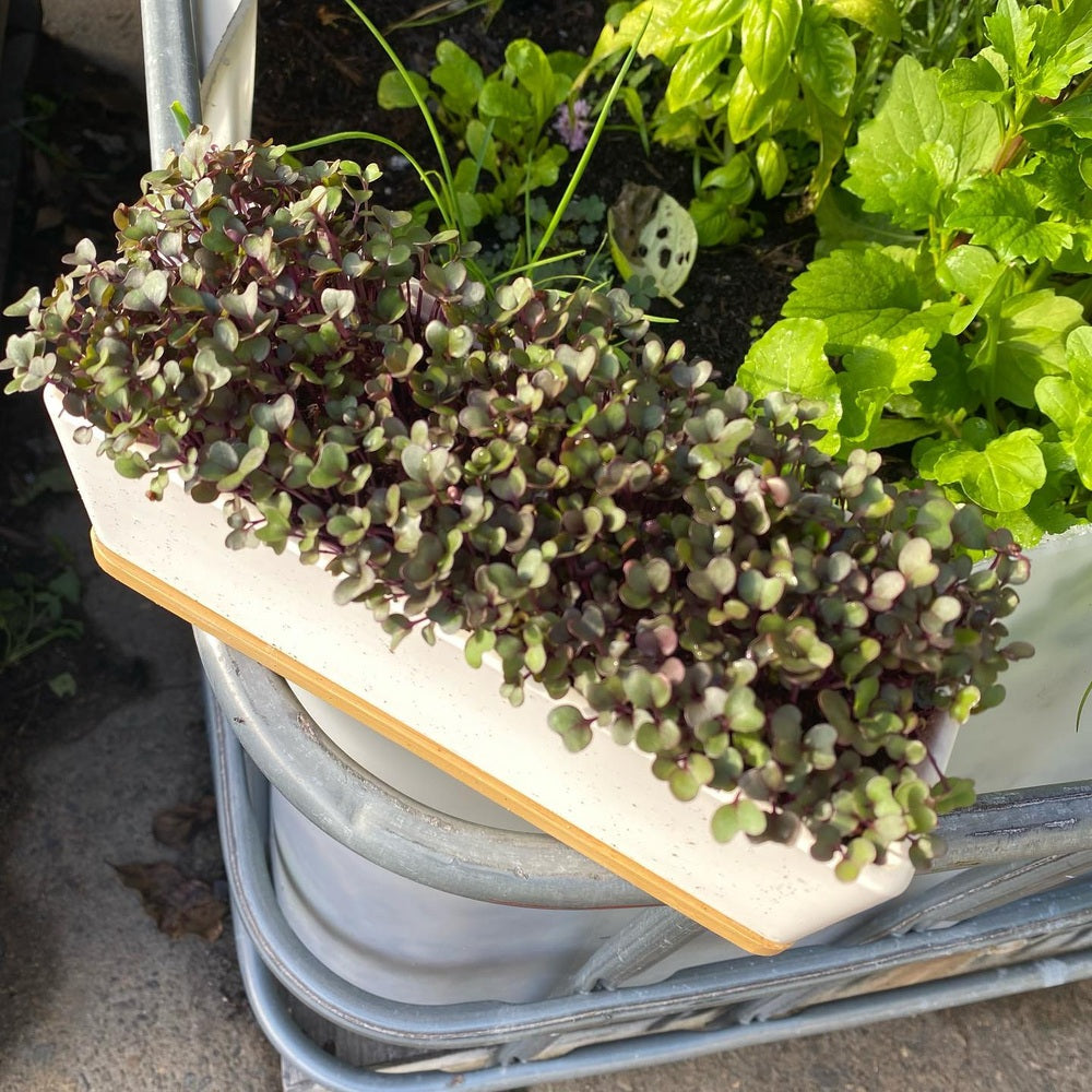 Micro Herbs Window Sill Grow Kit, from Urban Greens