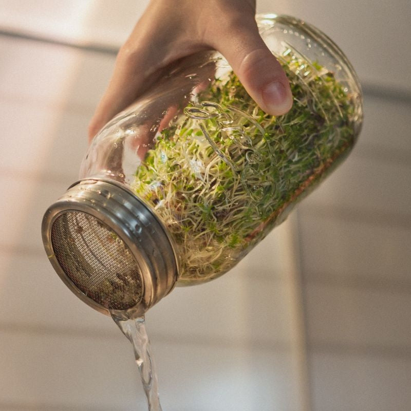 Glass Jar with Mesh Sprouting Lid, 750ml, for Microgreens