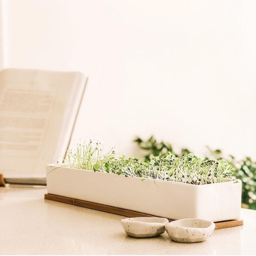 Micro Herbs Window Sill Grow Kit, from Urban Greens