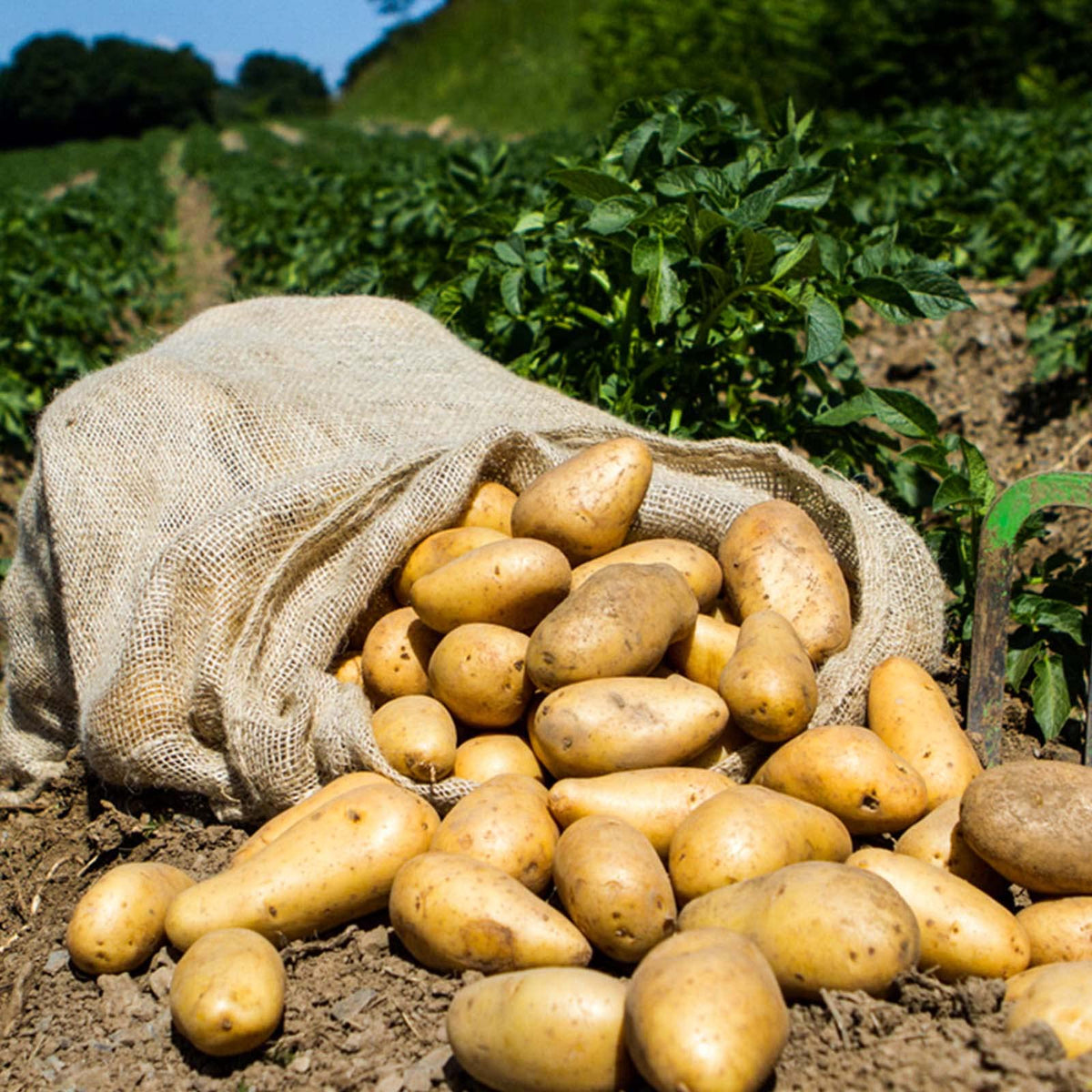 Jute Vegetable Sack - 10kg