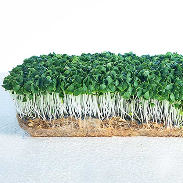 A rectangular tray filled with fresh green microgreens growing in a soil medium