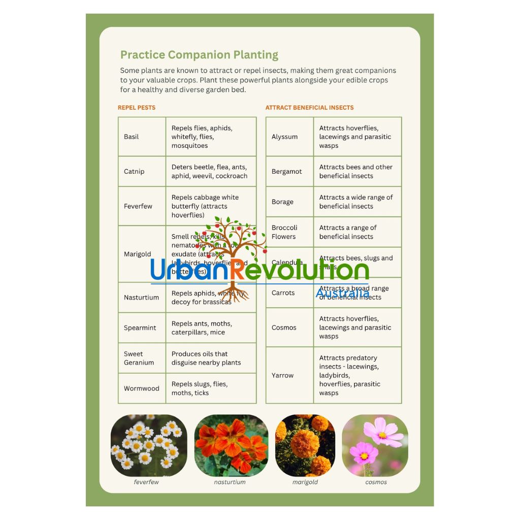 Sample page with guide to companion planting for pest management and biodiversity from 'A Beginner's Guide to Pest Management' by Urban Revolution.
