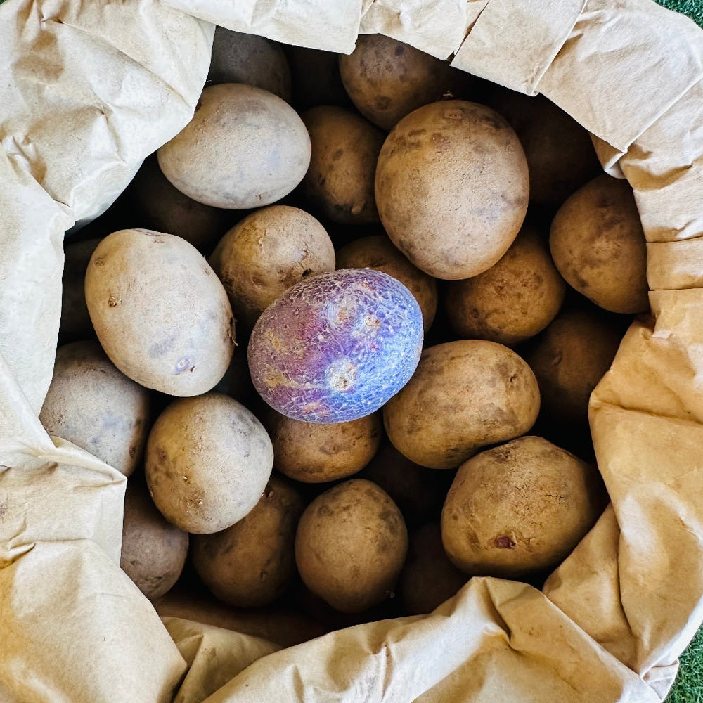 Blue Moon Seed Potatoes - Imperial Blue, Urban Revolution.