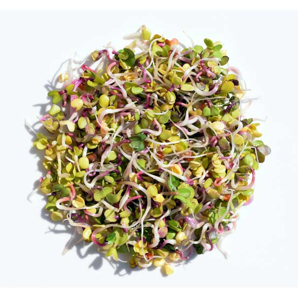 Germinated pile of mixed colour radish sprouting seeds