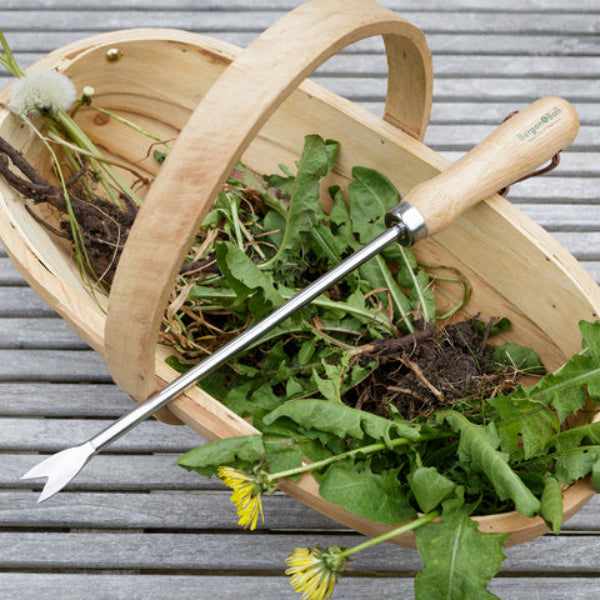 Dandelion Weeder in Trug with Harvested Dandelions.
