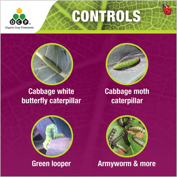 Eco-Caterpillar Spray DiPel - 40g