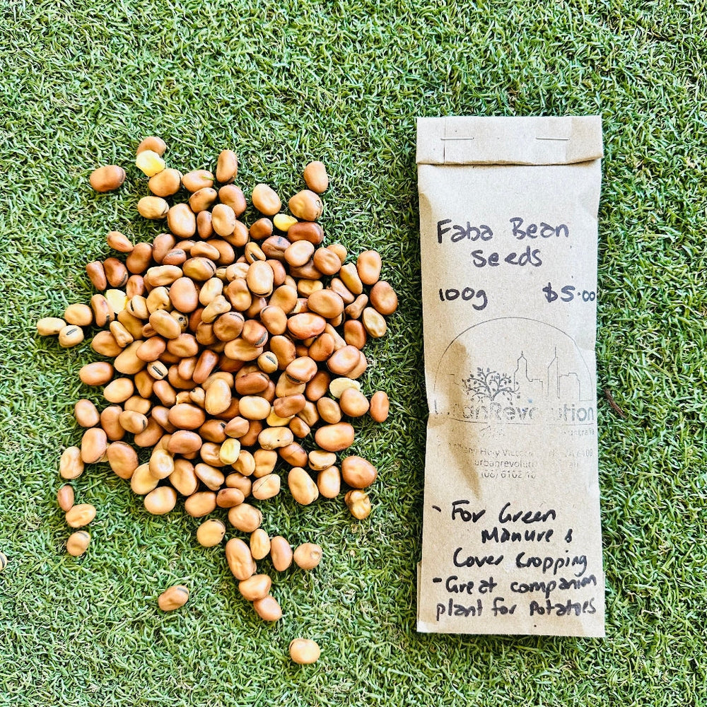 Regeneratively Grown Faba Bean Seeds - 100g, Urban Revolution.