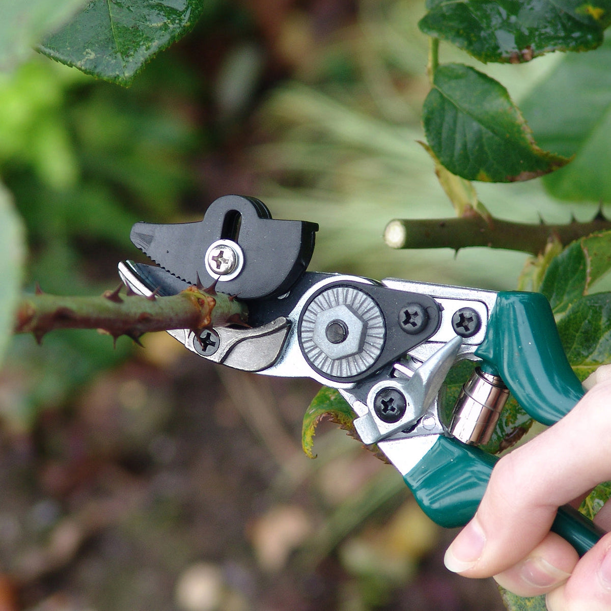 Rose Pruner by Burgon & Ball