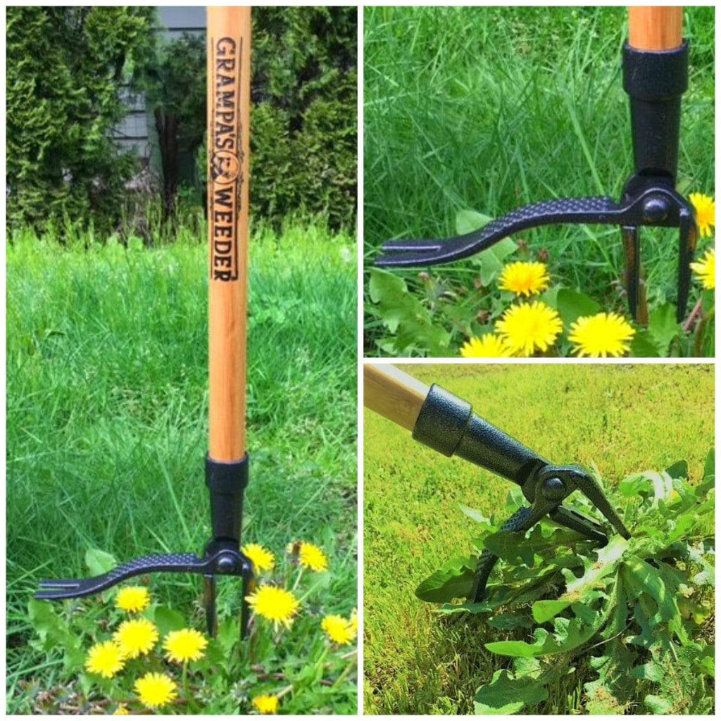 Grampas Weeder Tool used for Removing Weeds from Grass with Close-up Details.