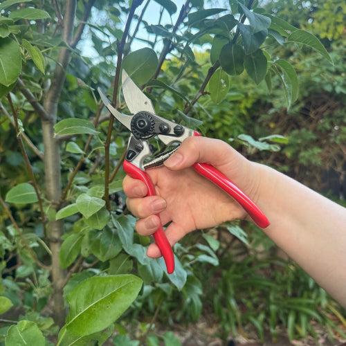 Hand holding red-handled pruning shears against a green leafy background