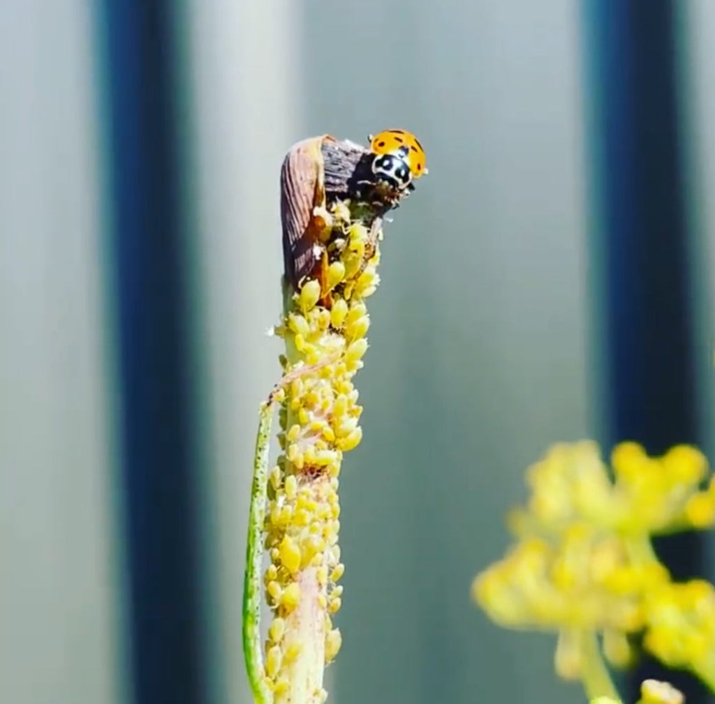 Adult Ladybird Feasting on Aphids.