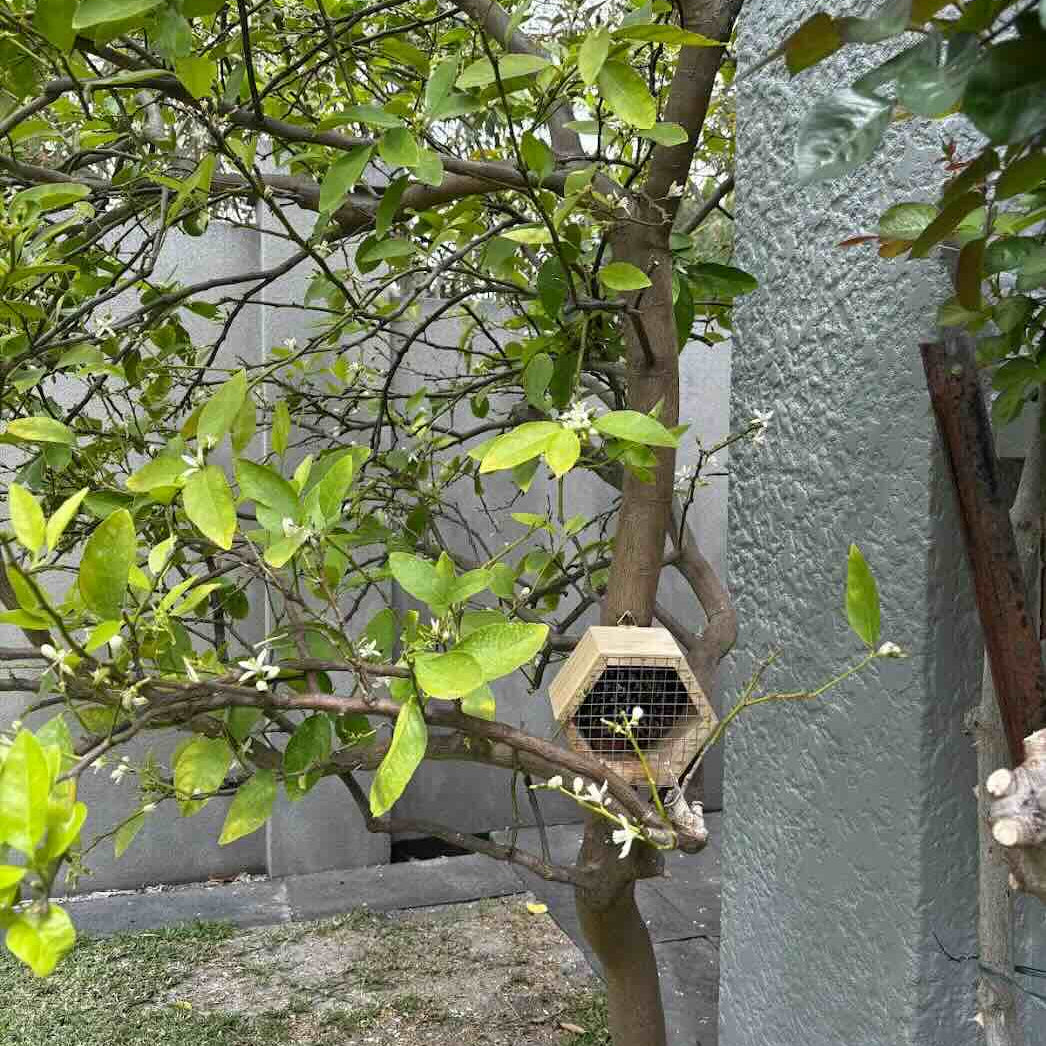 Pinecone Hexagonal Insect Hotel Positioned on a Citrus Tree - James Barclay