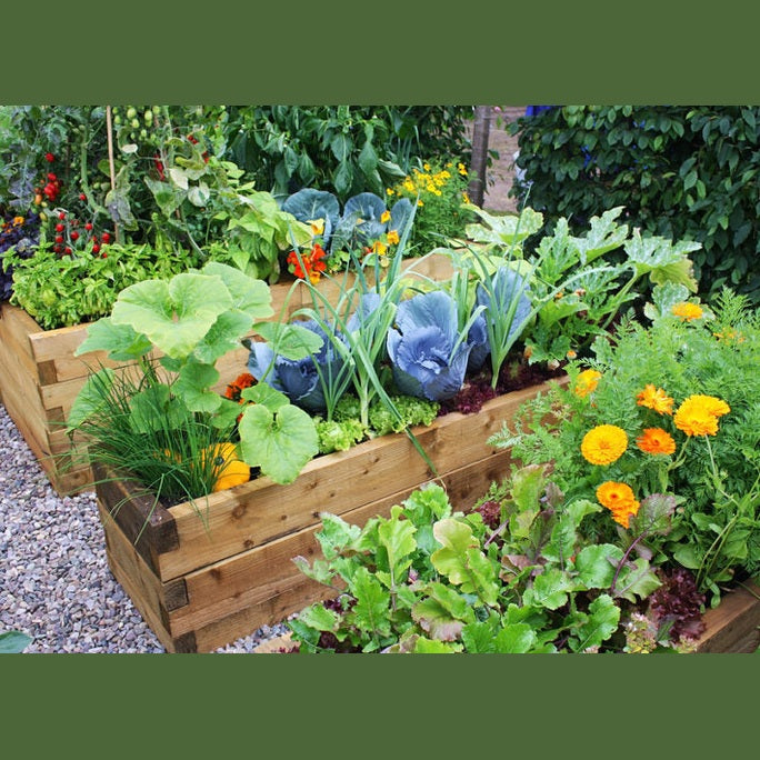 Companion Planting In The Garden, Urban Revolution.