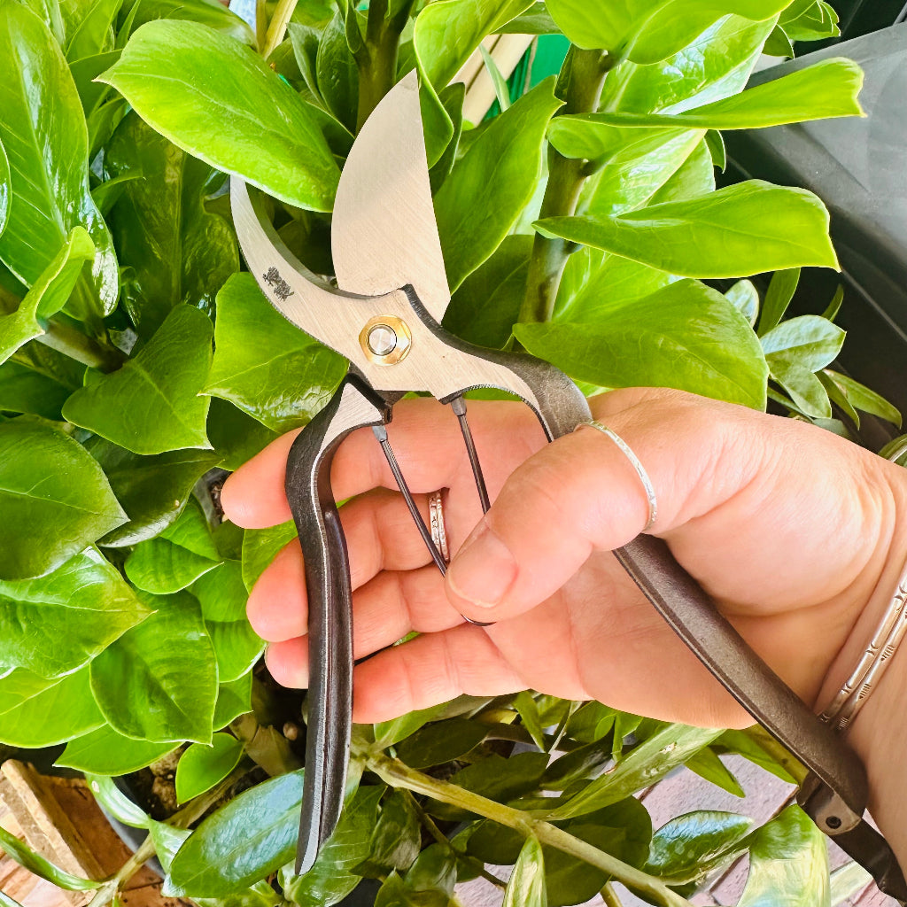 Hand Holding Kiyohide Traditional Japanese Pruner in front of Plant