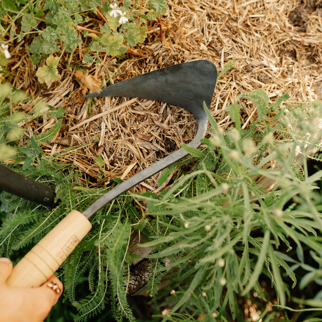 Youngju Korean Homi Hoe