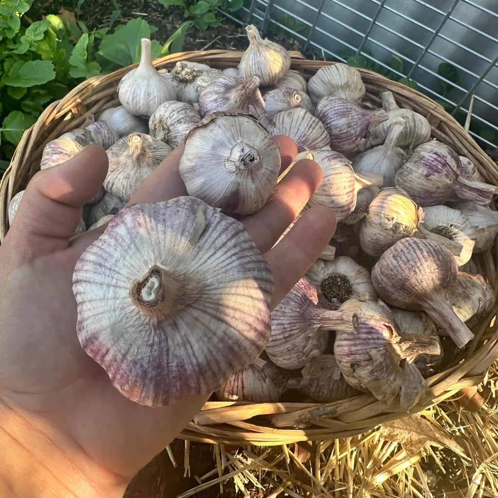 Spray Free Purple Stripe Seed Garlic - Denmark WA Grown
