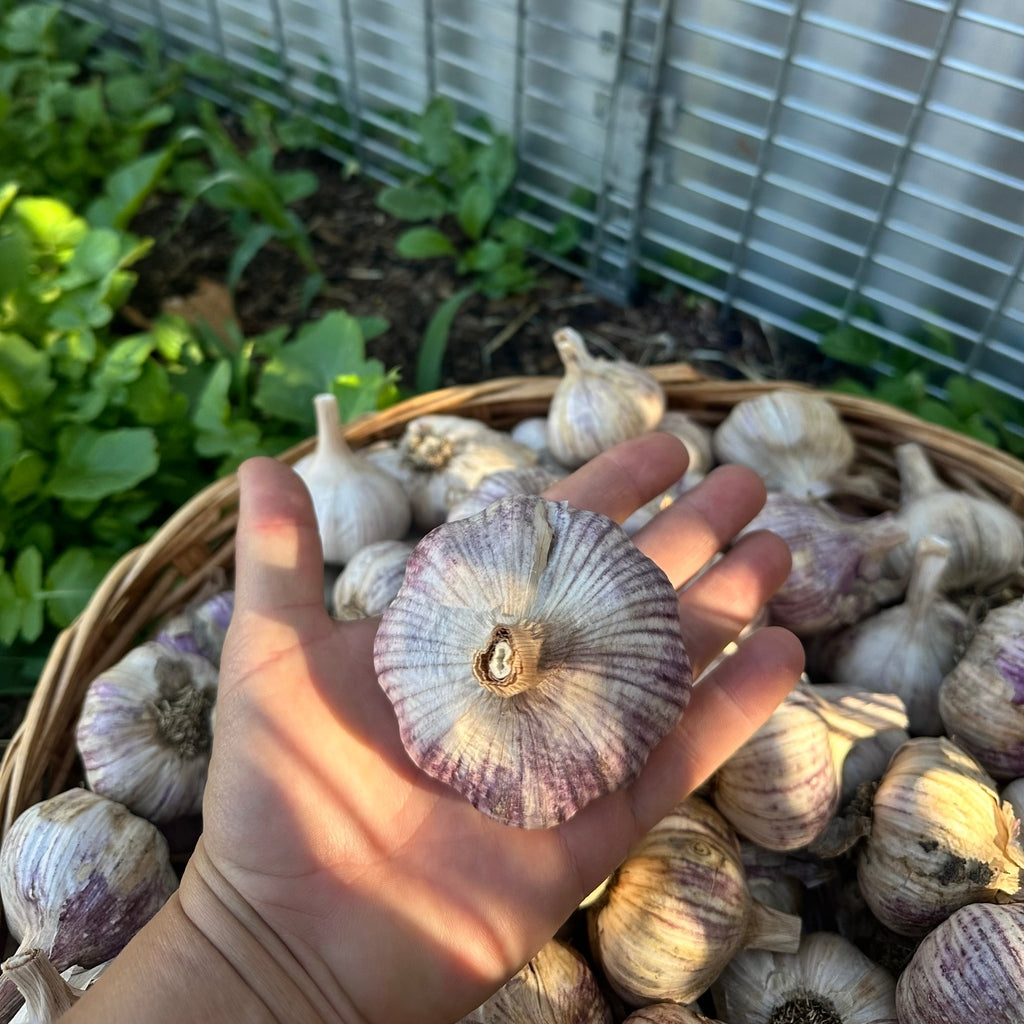 Spray Free Purple Stripe Seed Garlic - Denmark WA Grown