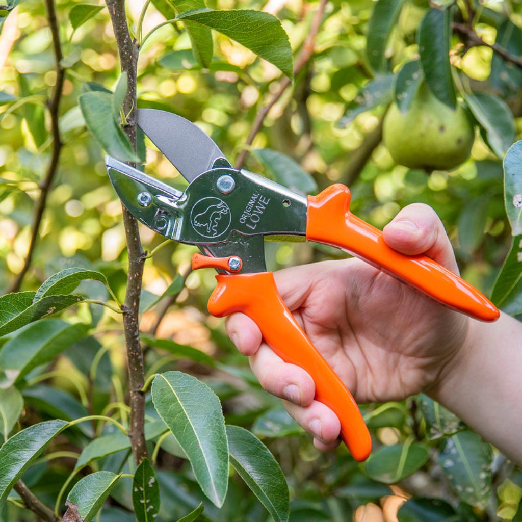 Hand holding orange and green pruning shears against a background of green leaves and fruit.