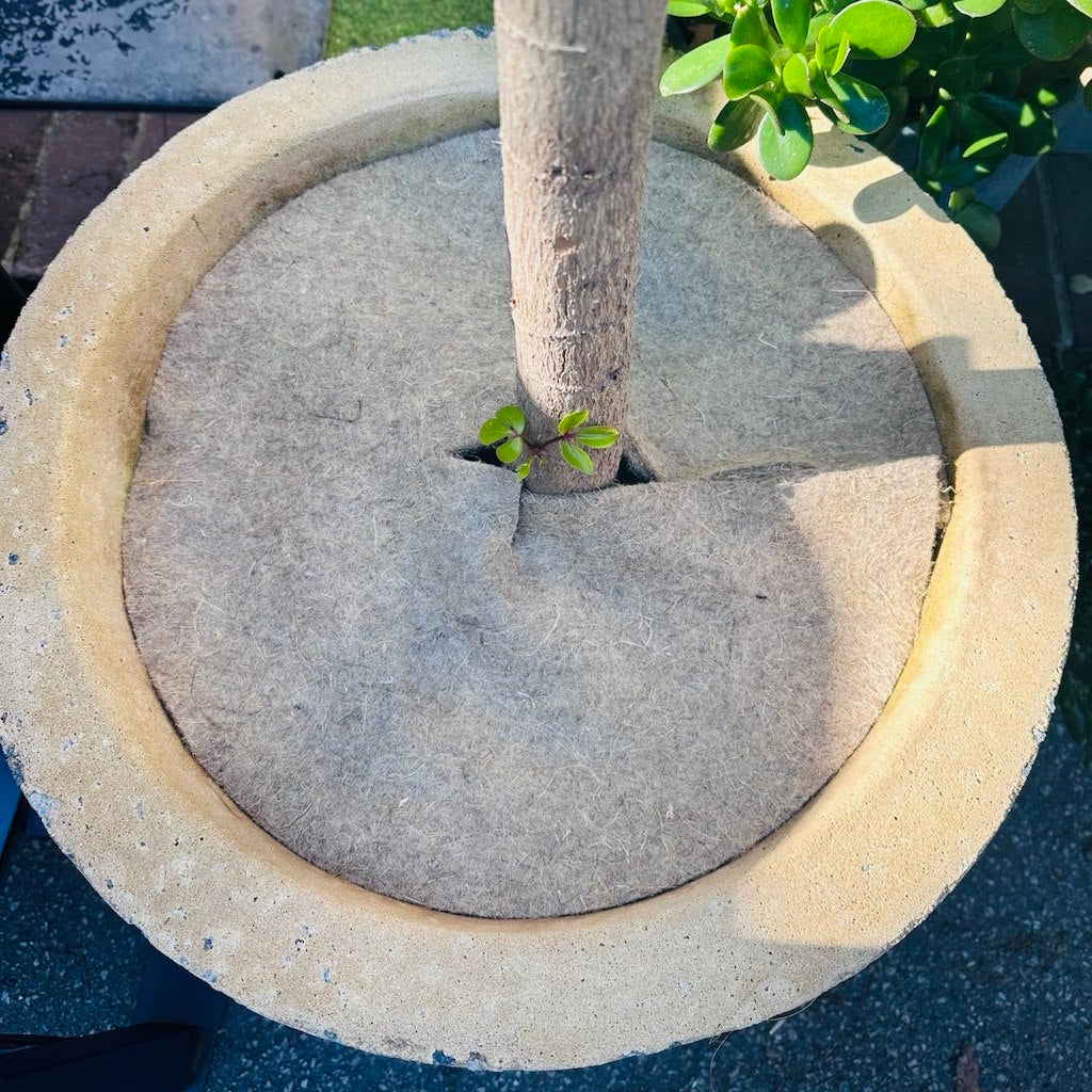 Round hemp weed made inside a ceramic pot around the base of a young tree trunk.