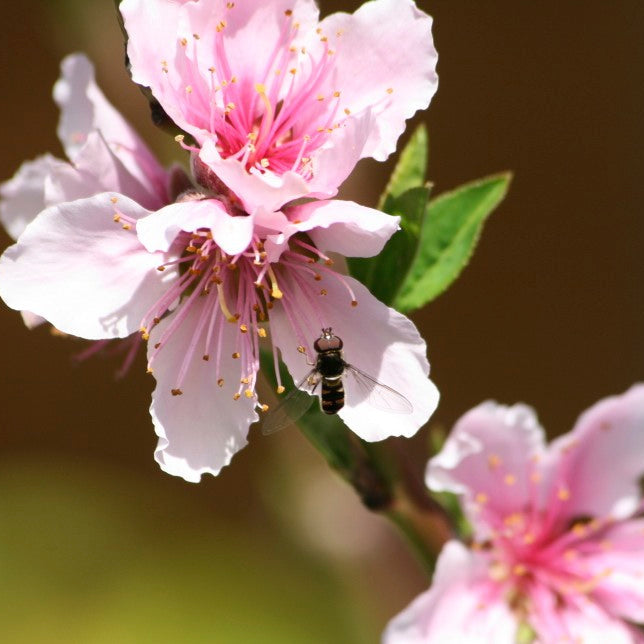 Native Bee on Nectarine Flower