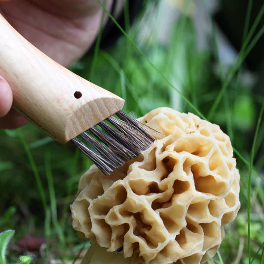 Mushroom Knife - Opinel No 8 Stainless Steel + Sheath in Wooden Gift Box