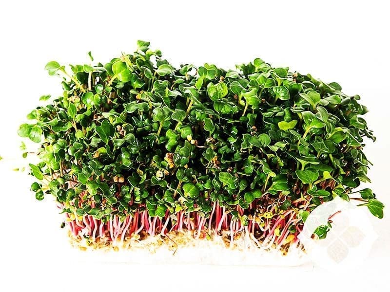 Pink Radish microgreens with pink stems and green leaves