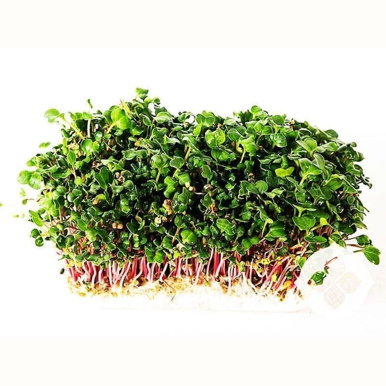 Pink Radish microgreens with pink stems and green leaves