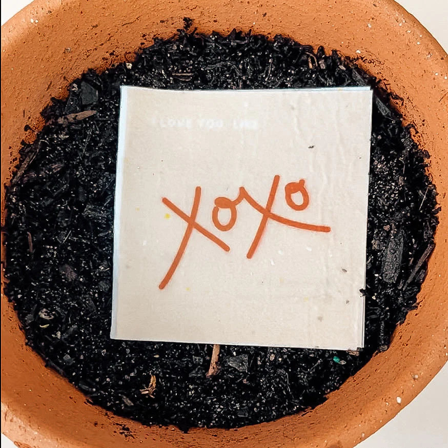 Planting Card in Pot with Soil.