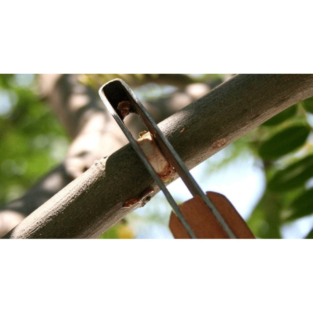 Pruning shears cutting a branch with a blurred natural background