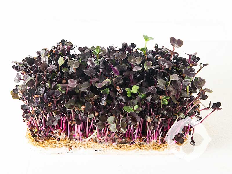 Purple stemmed with purple and green leaves Purple Radish microgreens