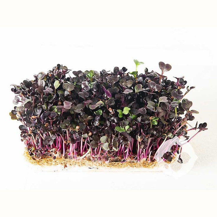 Purple stemmed with purple and green leaves Purple Radish microgreens