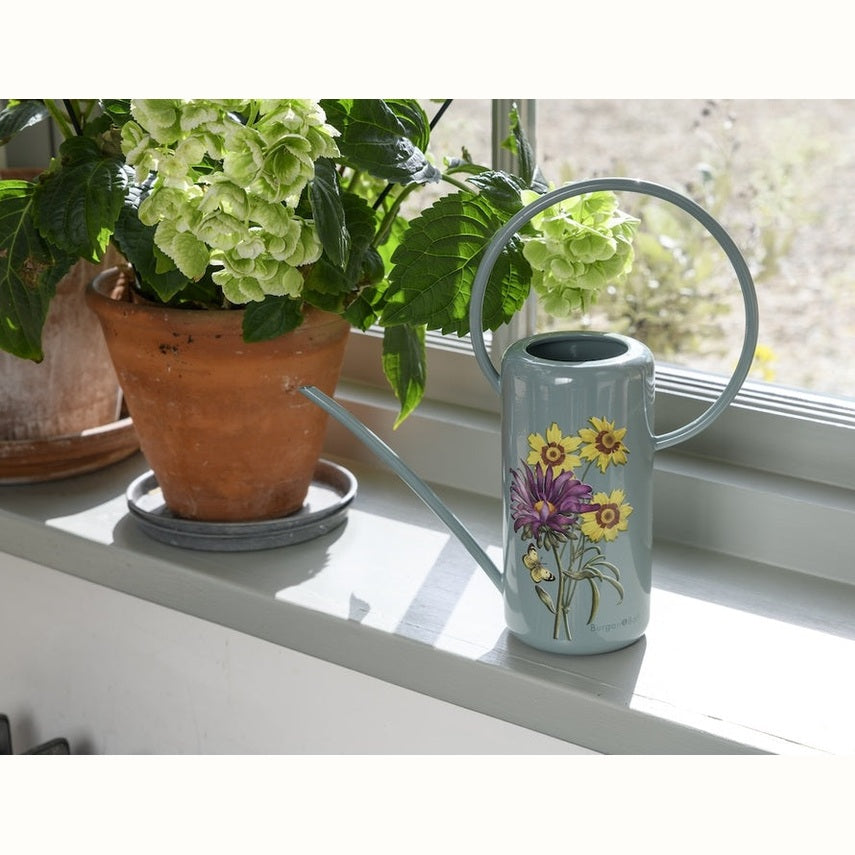 Indoor Watering Can - Asteraceae