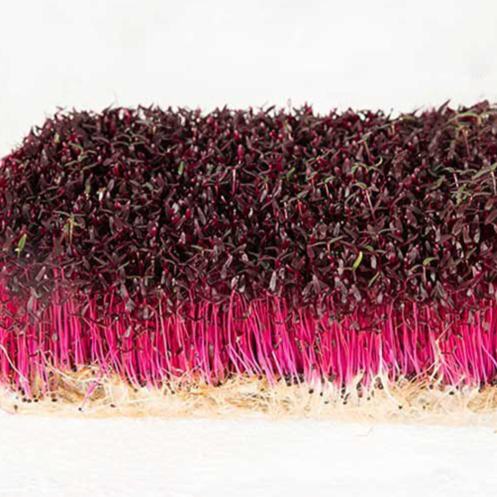 Red Amaranth Sprouting seeds from Urban Revolution in Perth