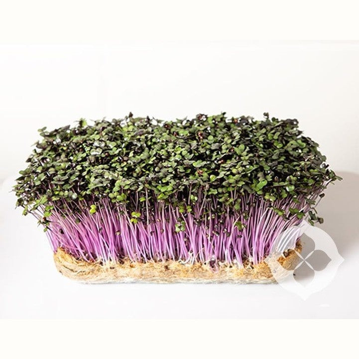 Microgreen/Sprouting Seeds - Red Cabbage