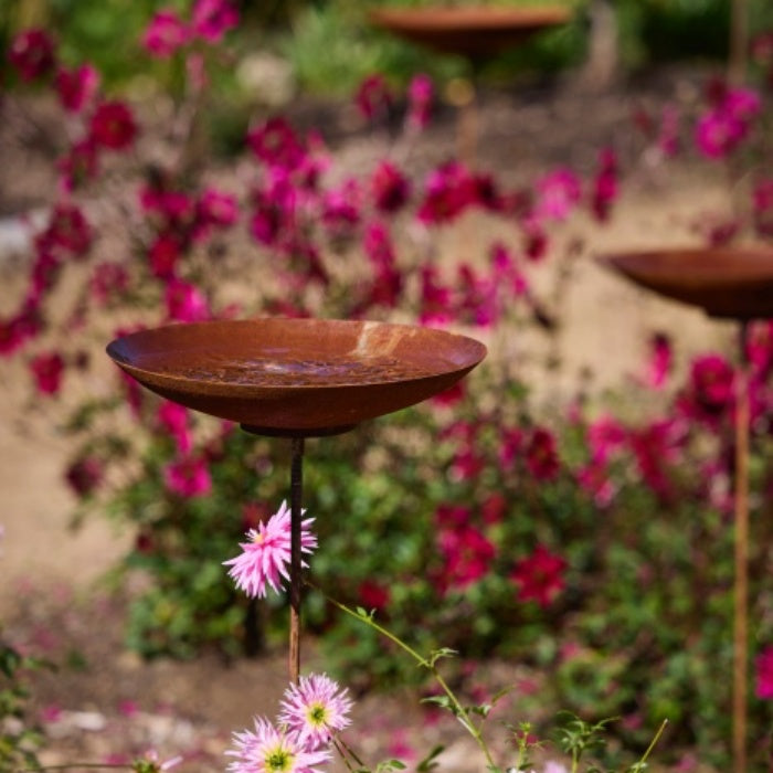Rust-colored Metal Bird Bath with Pink Flowers in a Native Garden Setting.