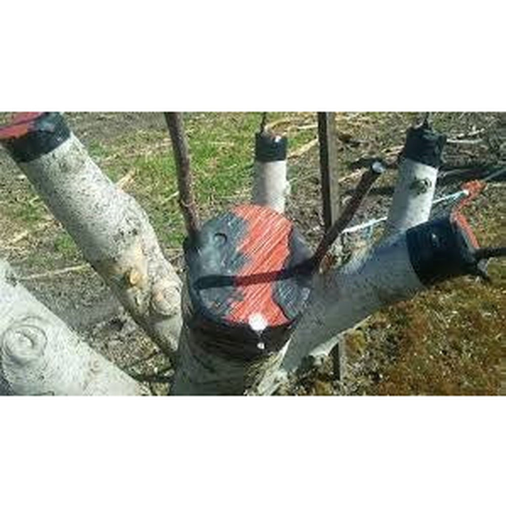 Ryset tree sealant on cut branches