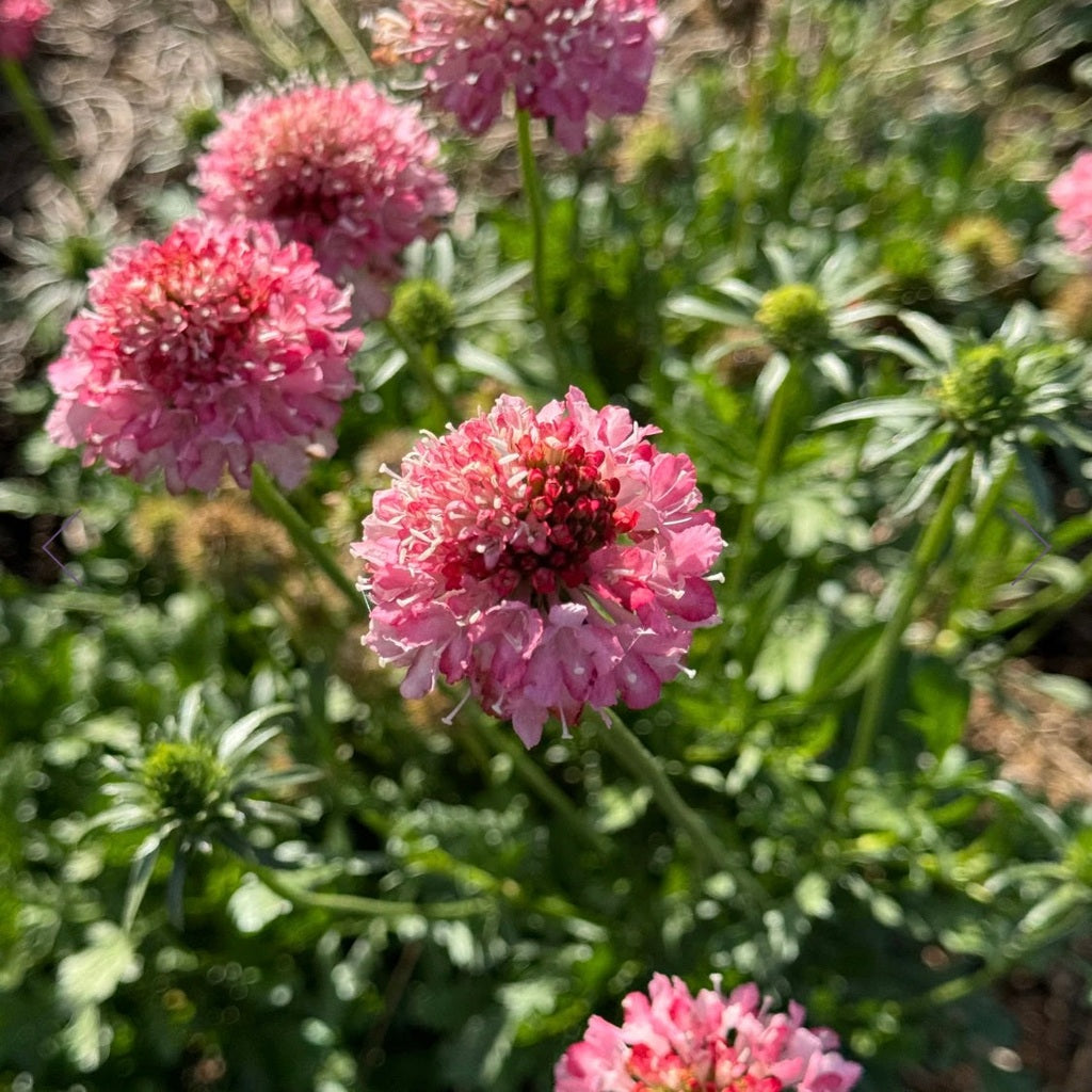 From Little Acorns Flower Farm — Garden Flower Seed Packets