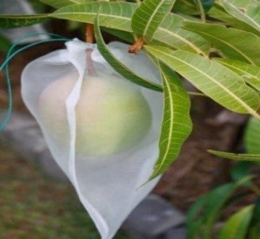 Apple inside a fruit protection bag