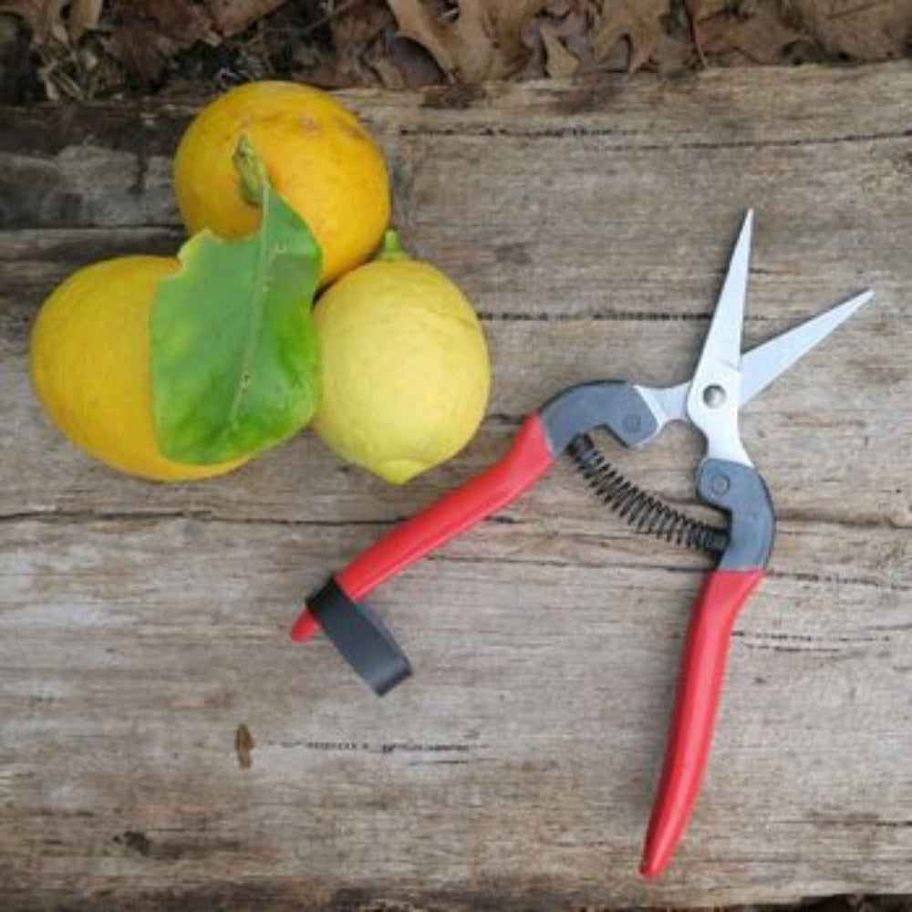 Two lemons with green leaves and a pair of red-handled garden shears on a wooden surface.