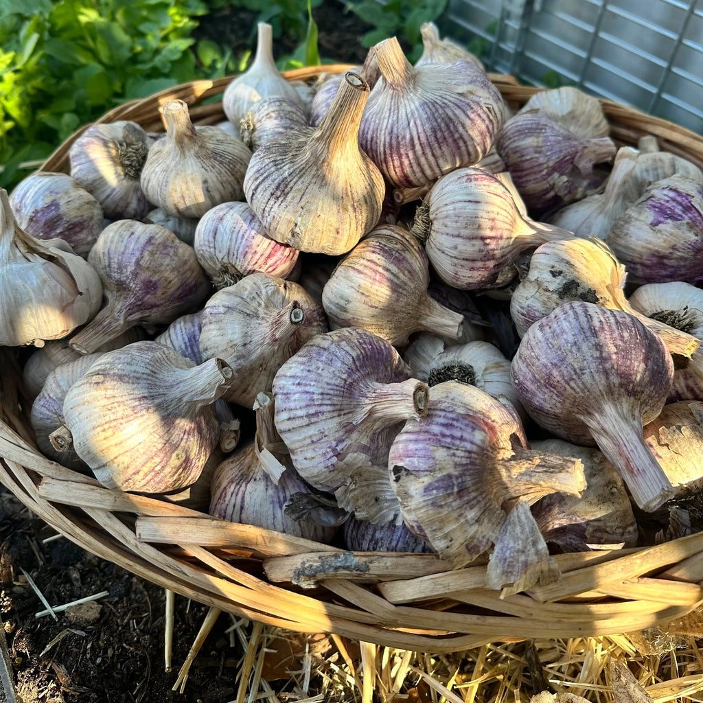 Spray Free Purple Stripe Seed Garlic - Denmark WA Grown
