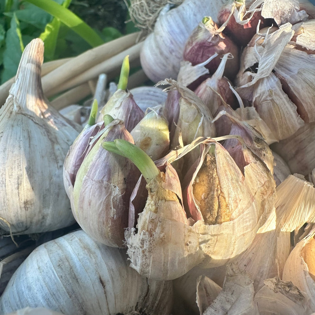 Spray Free Purple Stripe Seed Garlic - Denmark WA Grown