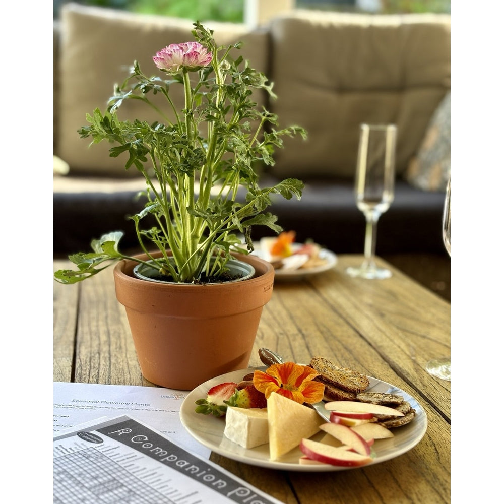 Companion planting leaflet with cheese platter