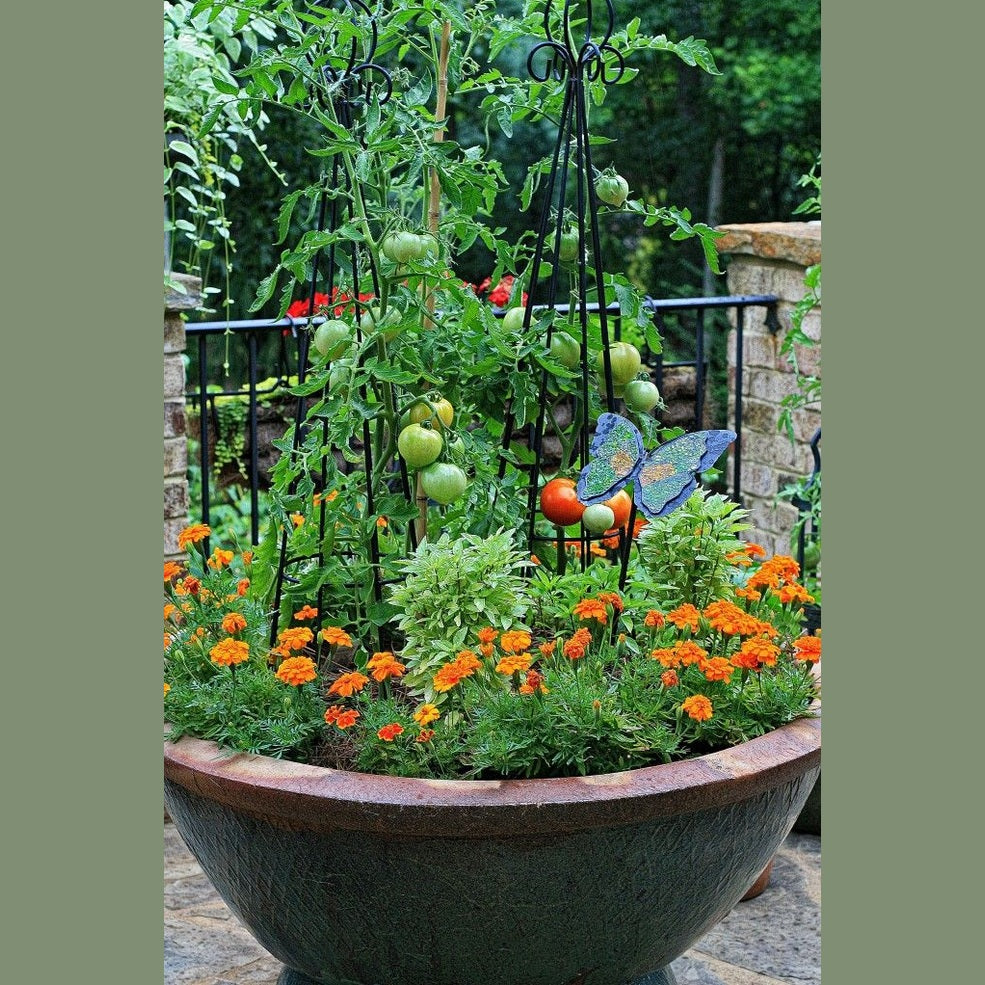 Companion Planting In The Garden, Urban Revolution.